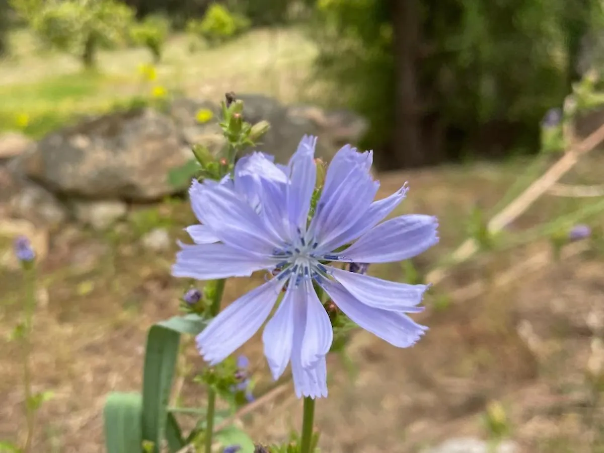 In Our Garden Sardinia Hotel Capitana